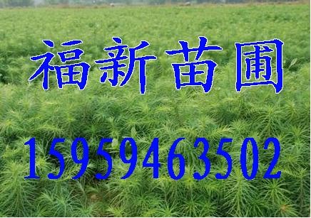 供应杉木苗,良种杉木苗,
